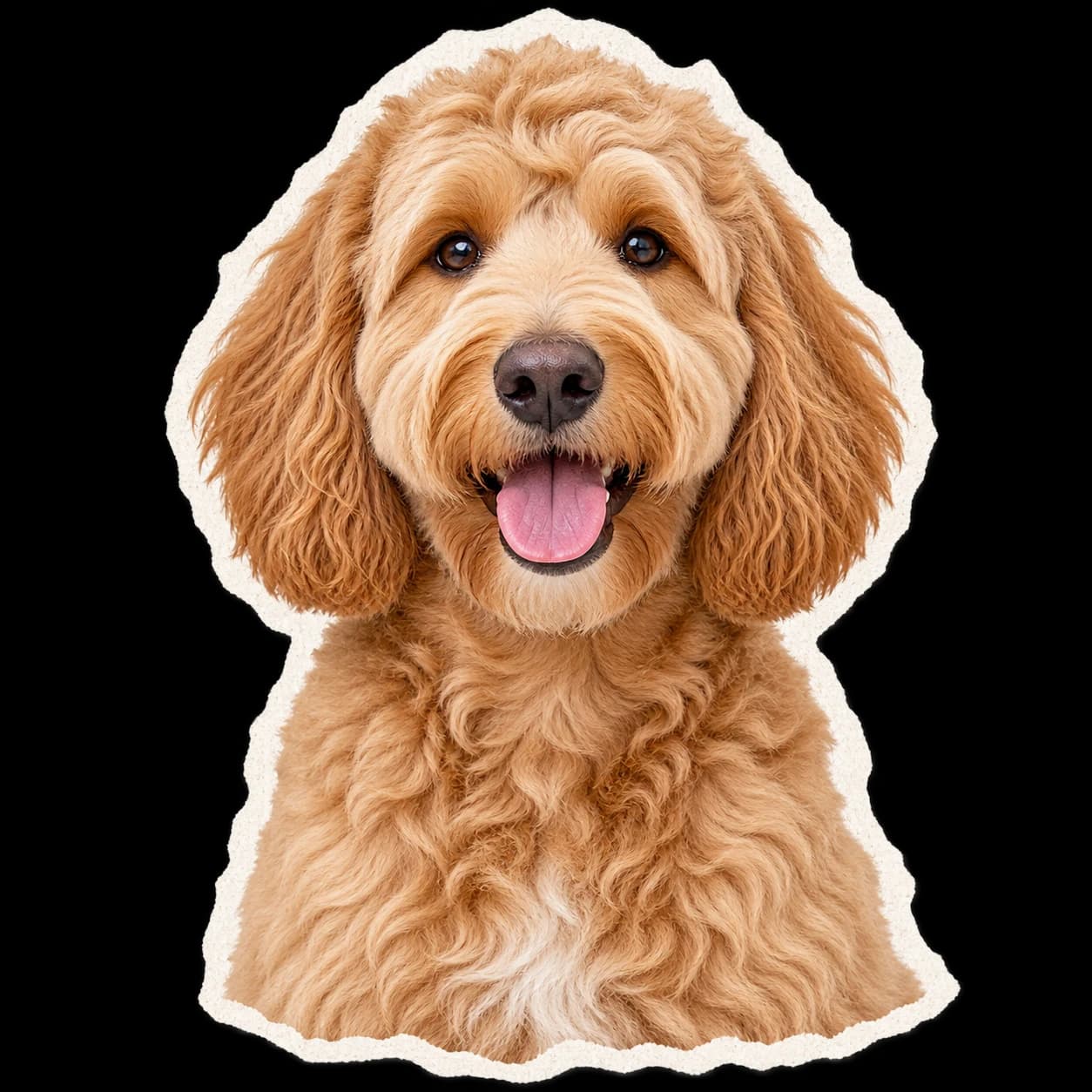 A friendly golden doodle portrait with a torn-paper edge